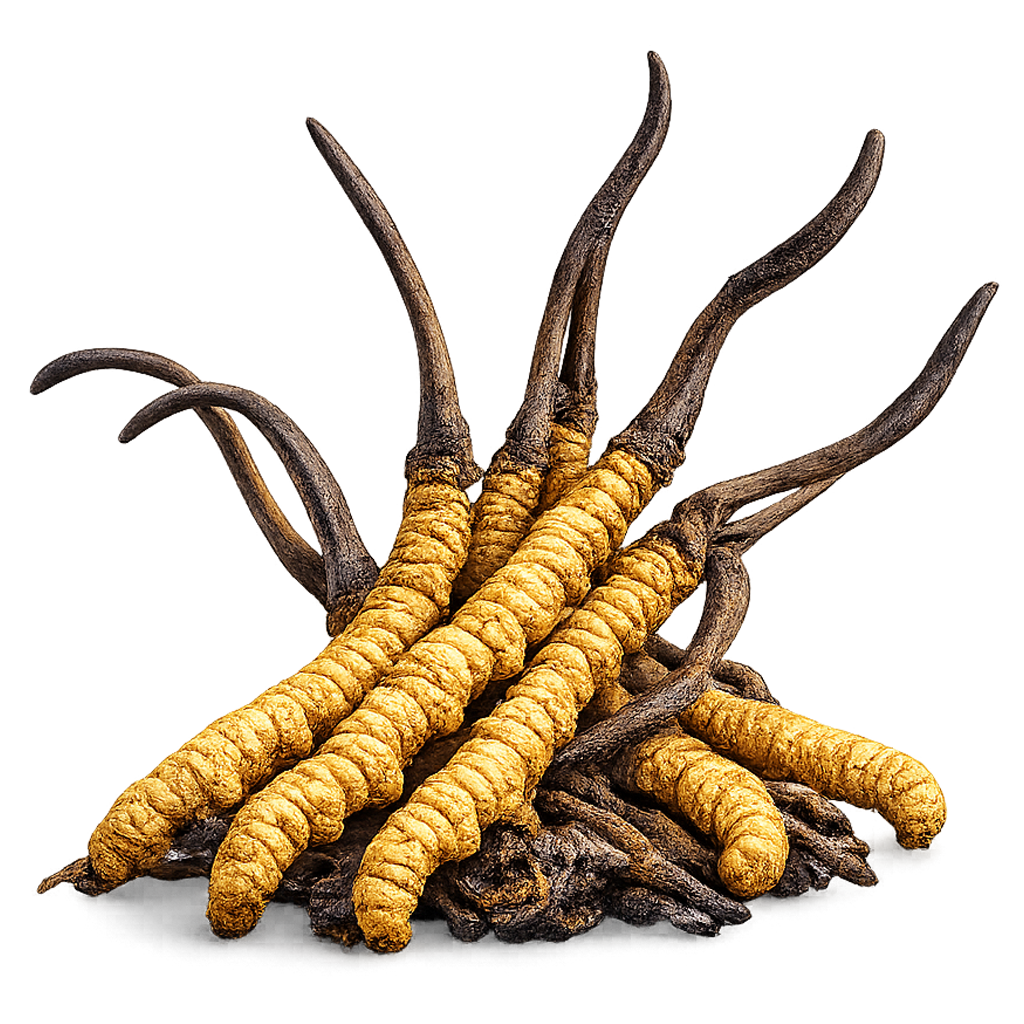 Cordyceps sinensis ingredient guide by SINGCHOICE